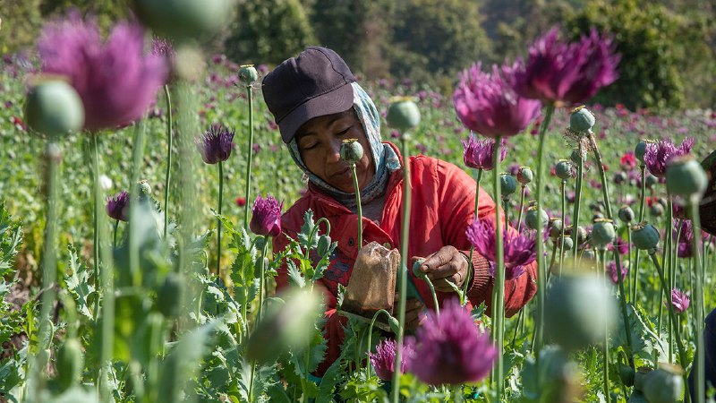“Black gold” is pouring out of Myanmar