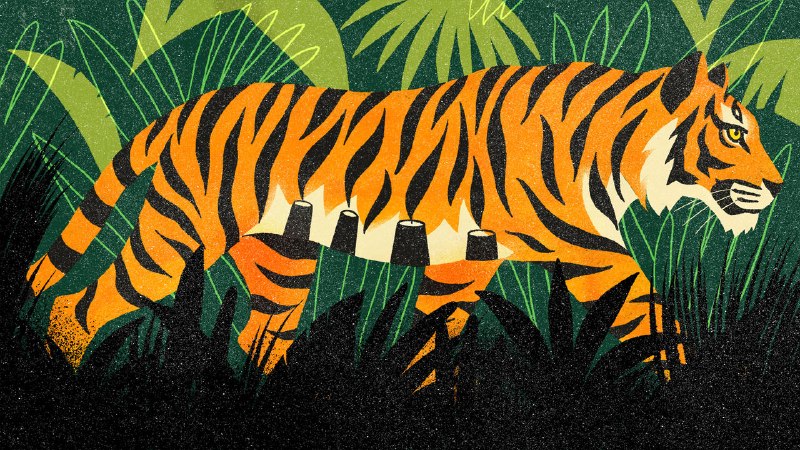 How India saved its tigers—and lions and rhinos and elephants
