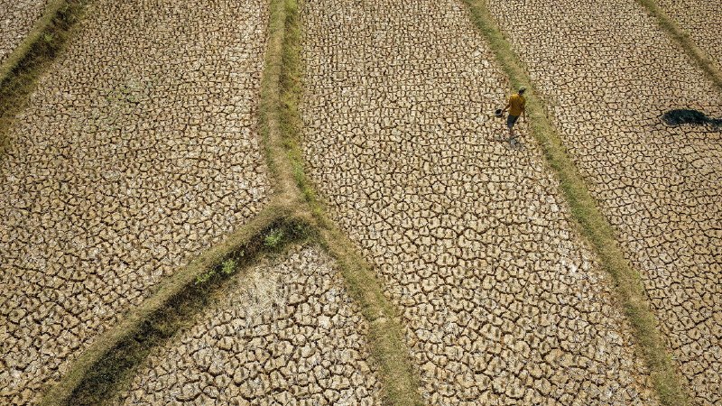Can Asian governments prevent a food shock?