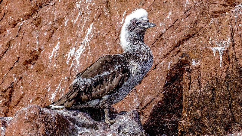 A ban on an ancient hunt exposes a divide in Scottish nationalism