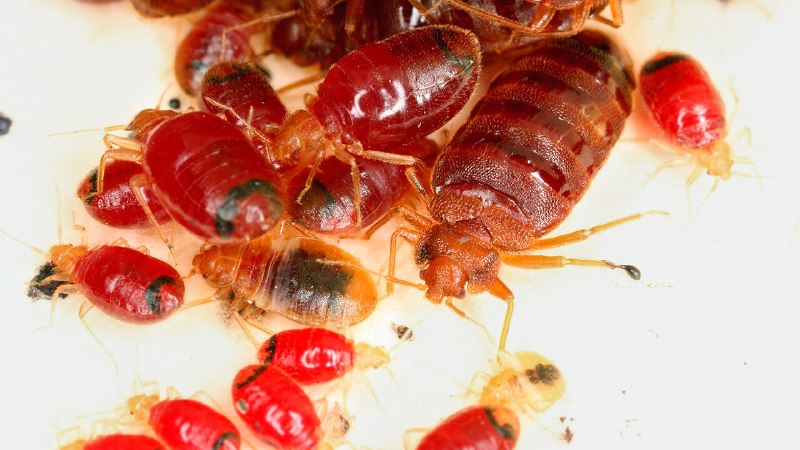 Should you fear pesticide-resistant super-bed bugs?