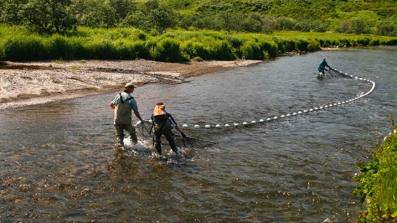 How salmon evolved to cope with the ice age