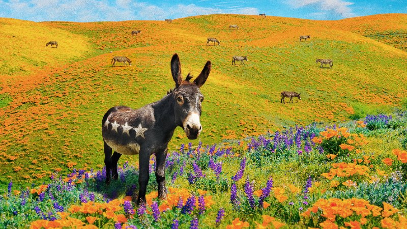 In praise of the Democrats’ disarray
