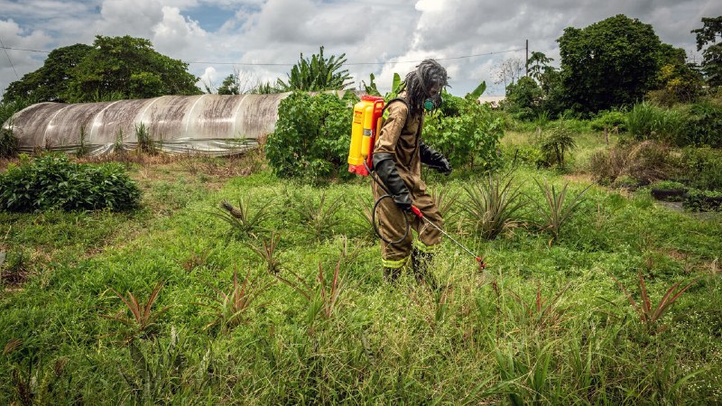 The Caribbean has a problem with pesticides