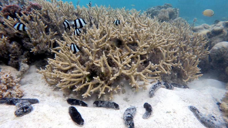 Sea cucumbers may help protect coral reefs
