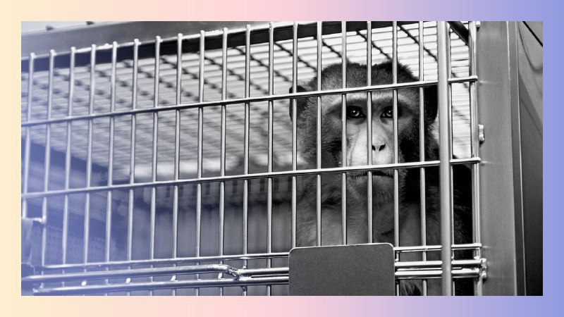 The war on animal research
