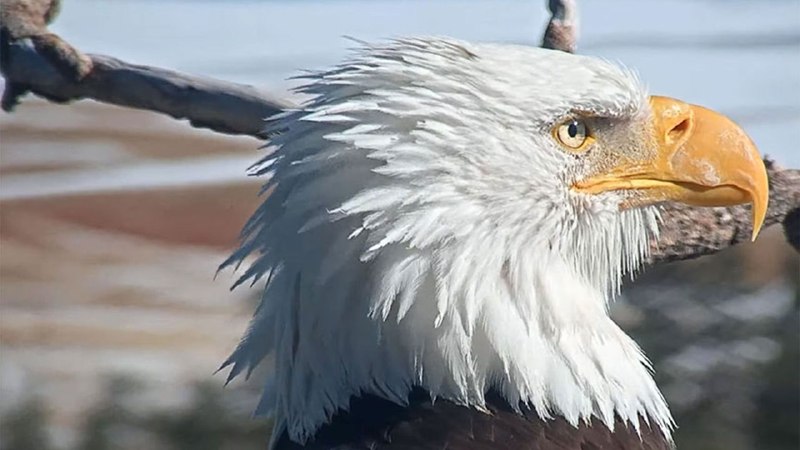 On Jackie the Eagle and the Nature of the Soul
