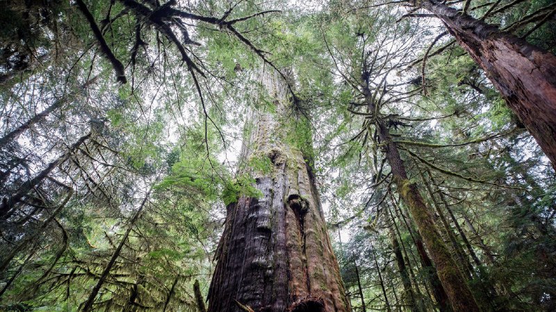 A root-and-branch account of how forests work