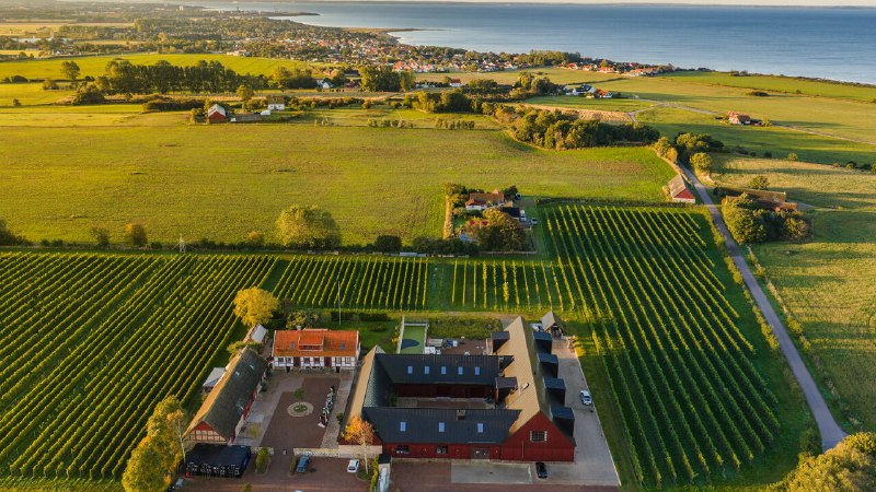World-class wine is being made in a corner of Sweden. Yes, Sweden