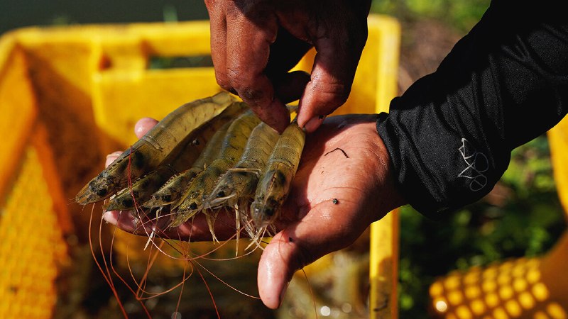 A prawn superpower rises
