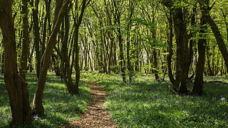 Trees are spreading in one of Europe’s least forested countries