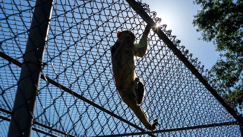 Republicans and Democrats uniting against animal testing are wrong