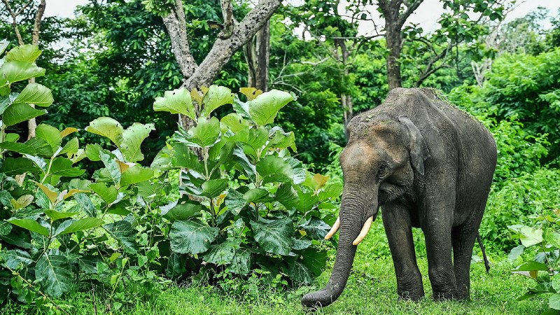 Indian elephants are being squeezed out of their habitats